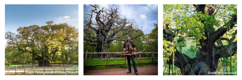 major oak
